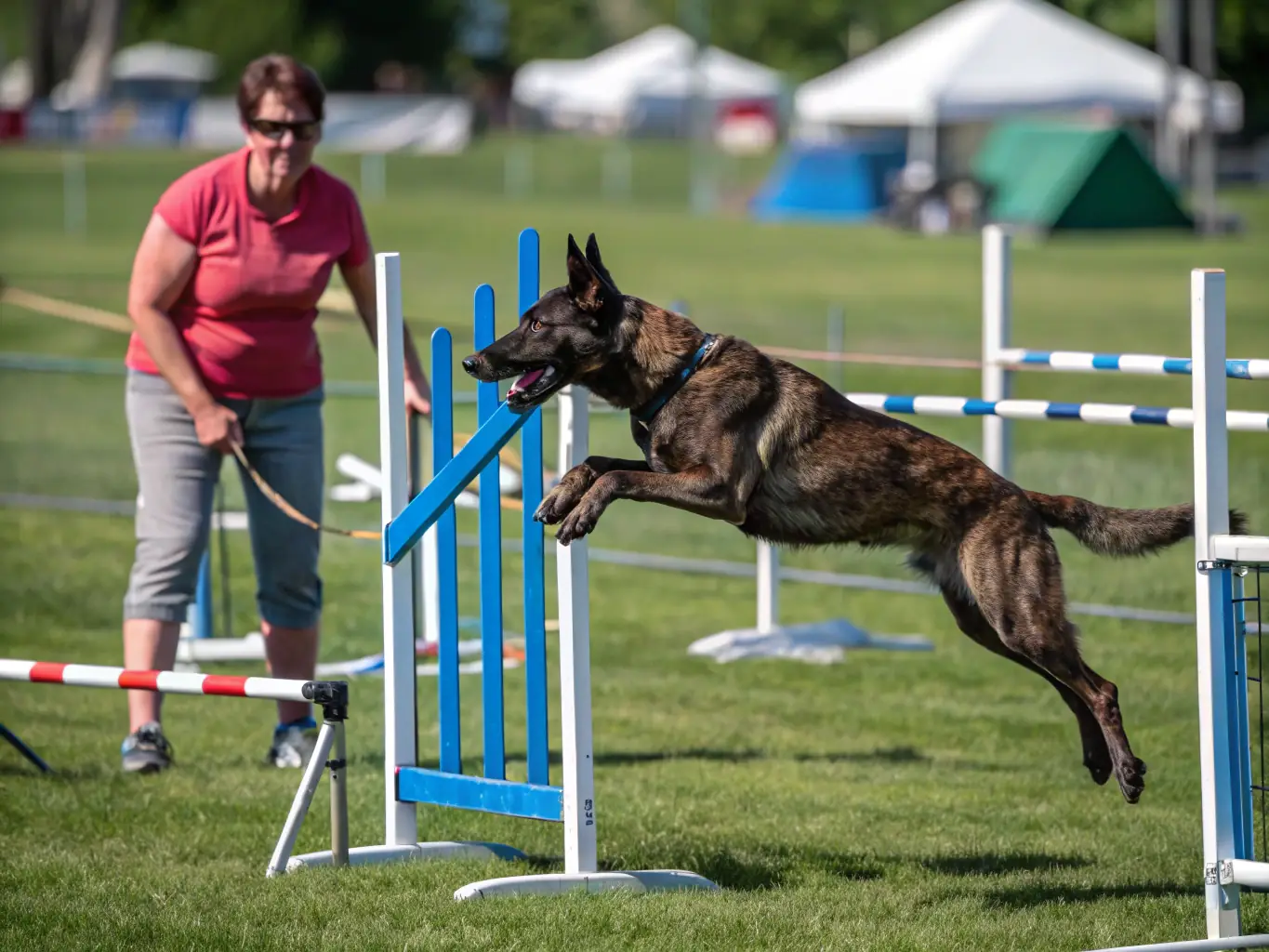 A Belgian Malinois demonstrating its agility and speed during an obstacle course, highlighting its suitability for police and protection work.