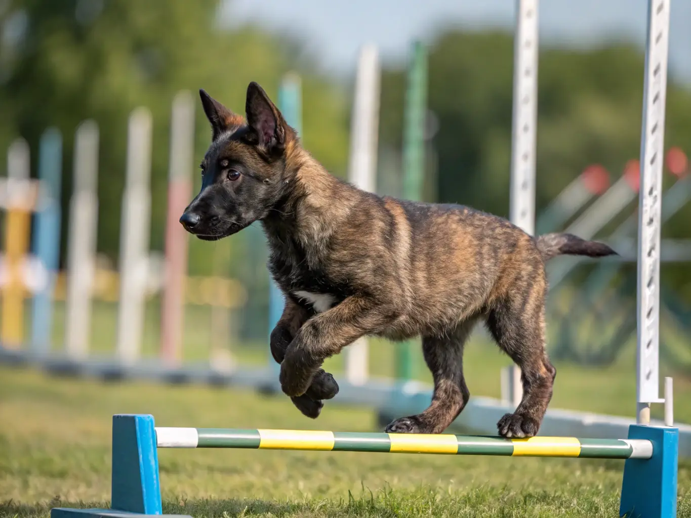 A puppy of either Dutch Shepherd or Belgian Malinois breed, looking playful and healthy, emphasizing the care and quality of Apache K9's breeding program.